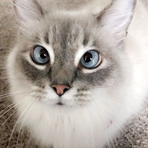 Meet your Posher, Paulina